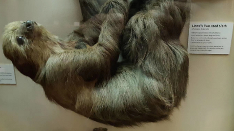 animals1
