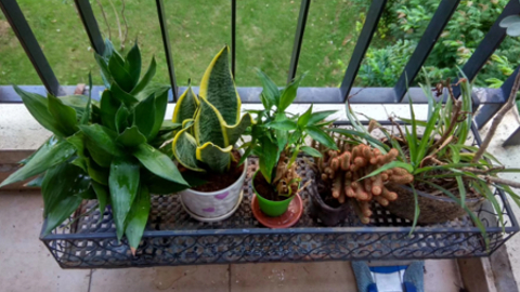 balcony2