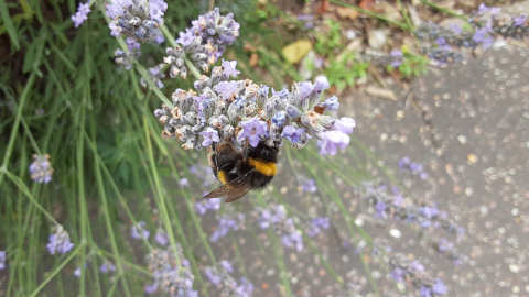 bee