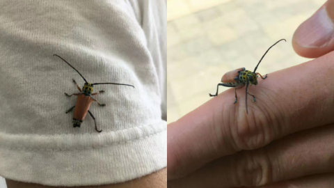 beetle