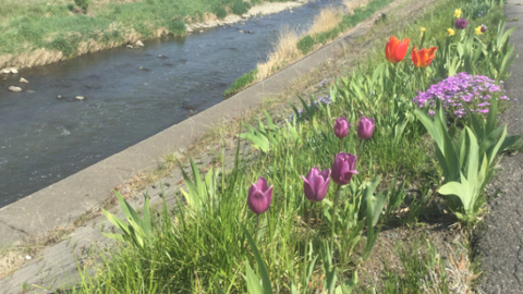 bloom