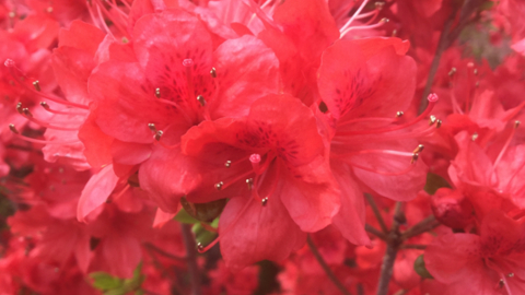 bloom1