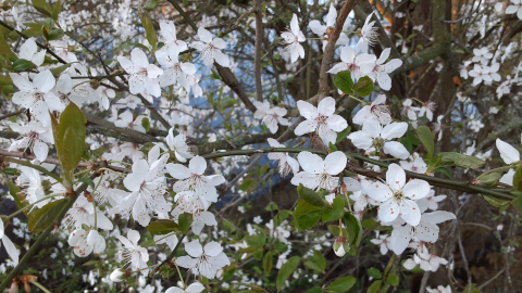 bloom10
