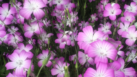 bloom2