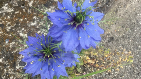bloom3