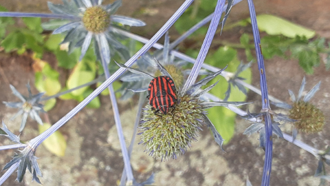 bloom5