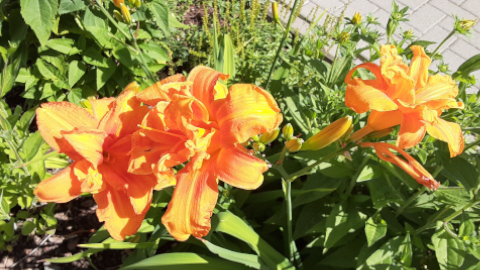 bloom6