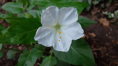 bloomer