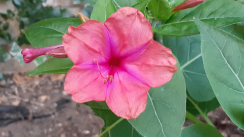 bloomer1
