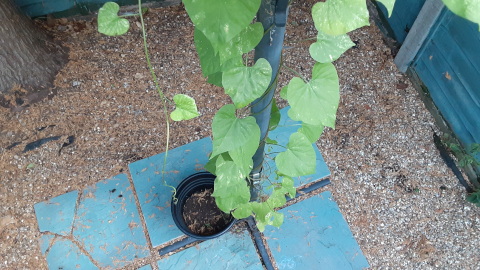 bloomer2