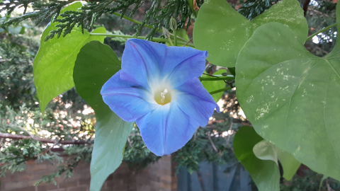 bloomer3