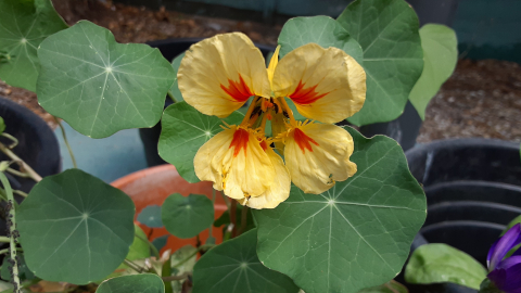 blossom1