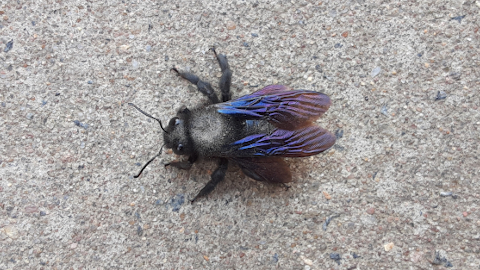 bluebee