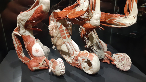 bodyworlds2