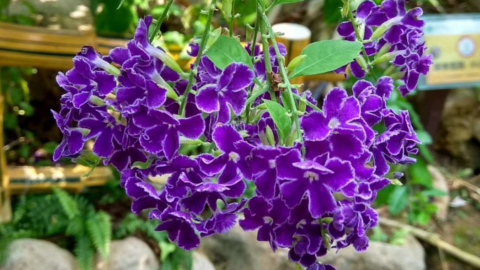 botanical3