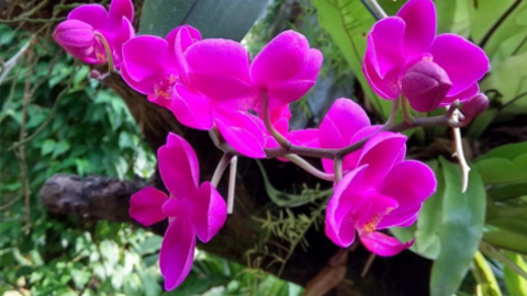 botanical4