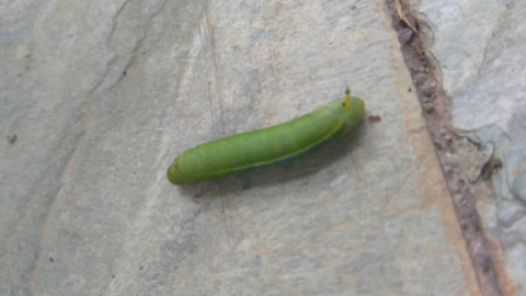 bug1