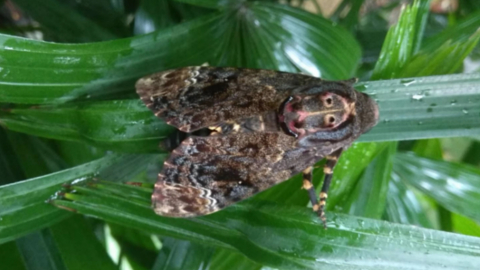 bug2