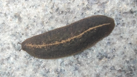 bug3