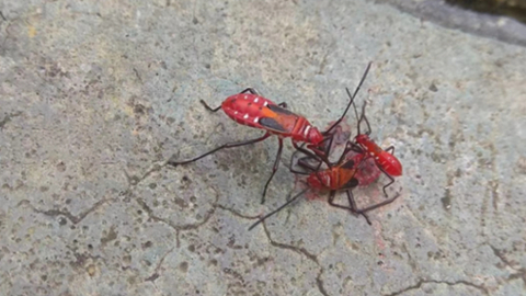bug4