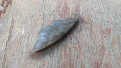 bug5