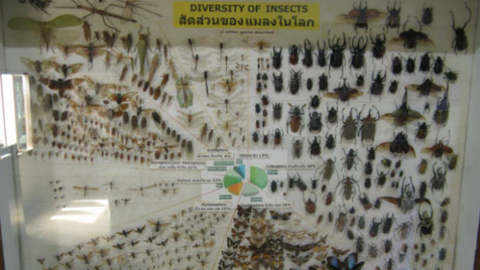 bugs1