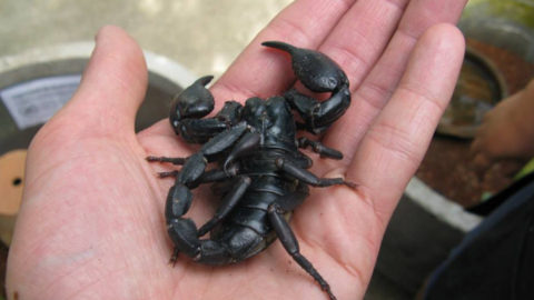 bugs5