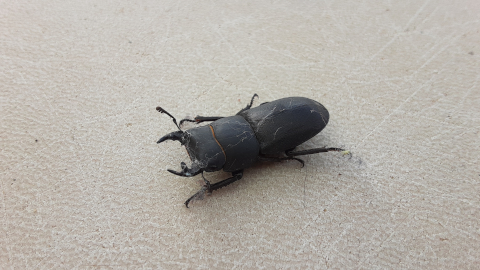 bugs7