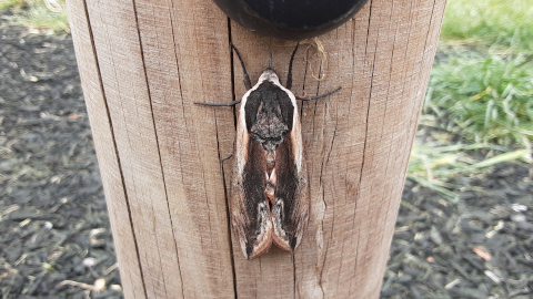bugs8