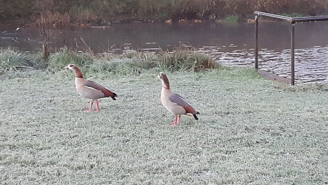 couple1
