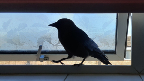 crow