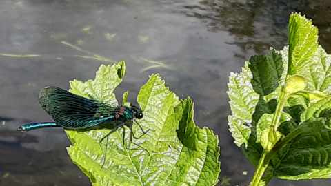 damselfly