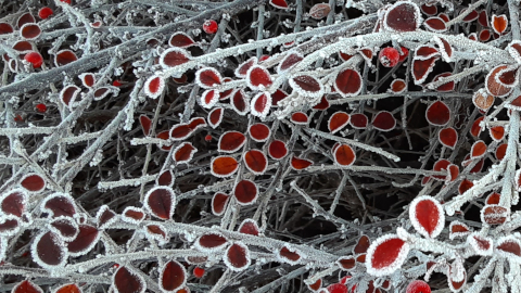 frost1