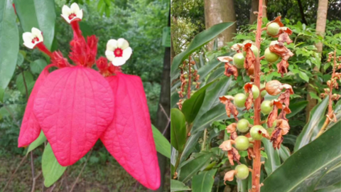 garden1