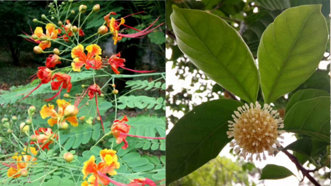 garden2