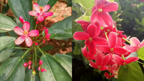 garden6