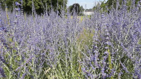 garden8