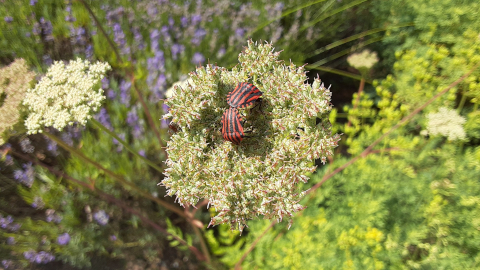 garden9