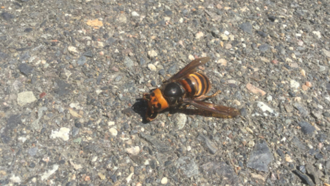hornet1
