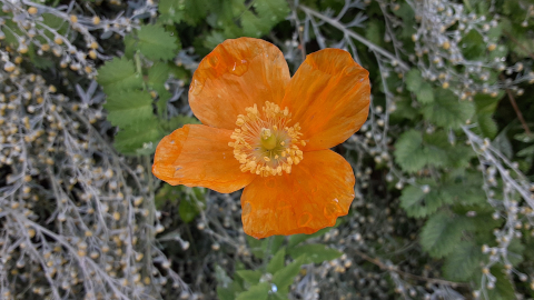 hortus1