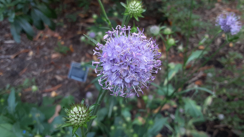 hortus2