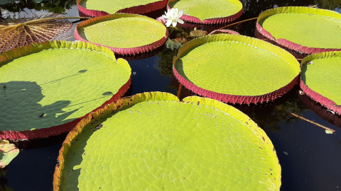 hortus3