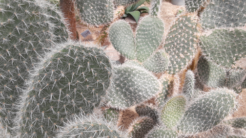 hortus4