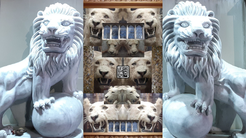 lion3