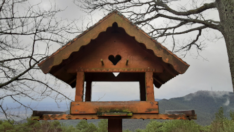 love-bird