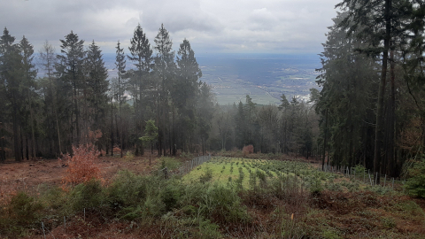 low-peak2