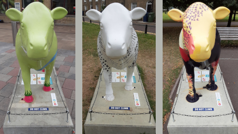 moo4