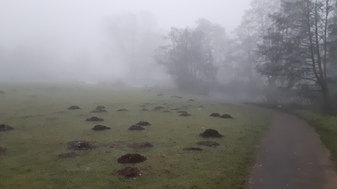 morning-view10
