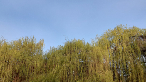 morning-view28
