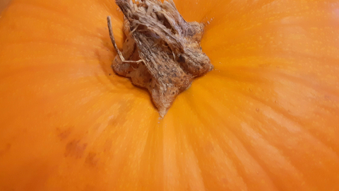 pumpkin1